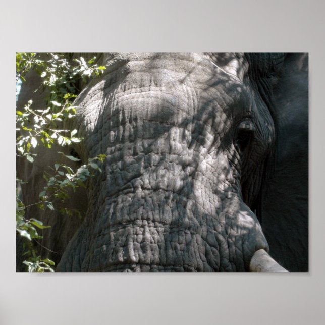 Póster Cara de elefante (Frente)