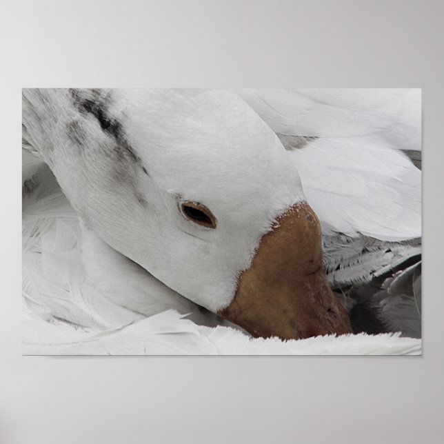Póster cara de ganso (Frente)