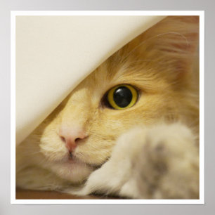 Póster Cara de gato amarillo lindo mirando fuera de la ho