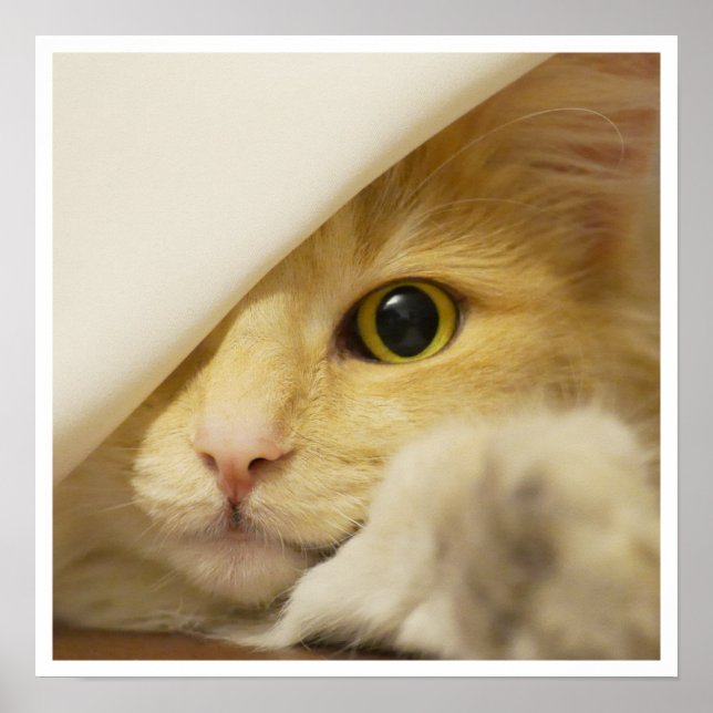 Póster Cara de gato amarillo lindo mirando fuera de la ho (Frente)