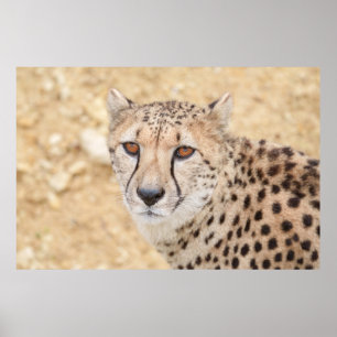 Póster Cara de lo salvaje: La mirada intensa de Cheetah