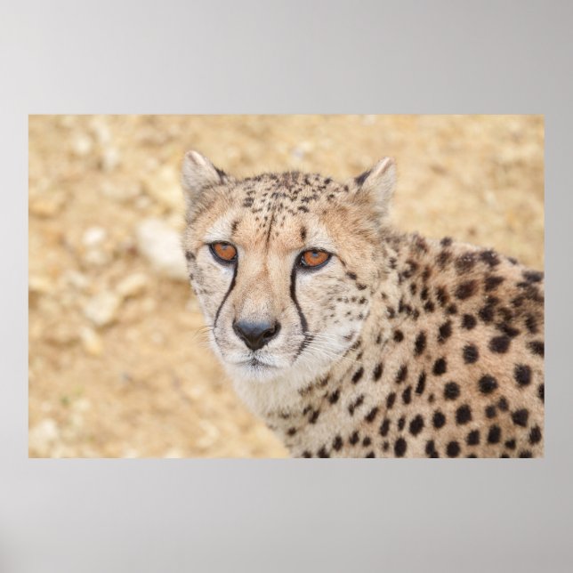 Póster Cara de lo salvaje: La mirada intensa de Cheetah (Frente)