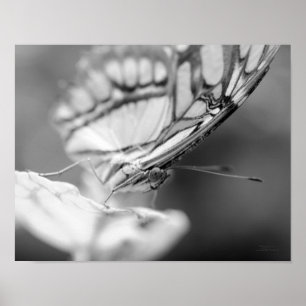 Póster Cara De Mariposa Naturaleza Negro Y Blanco