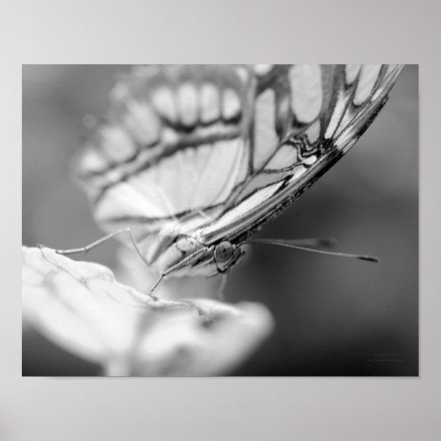 Póster Cara De Mariposa Naturaleza Negro Y Blanco (Frente)
