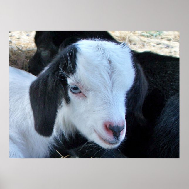 Póster Cara de niño pequeño (Frente)