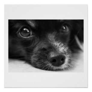 Póster cara de papillon