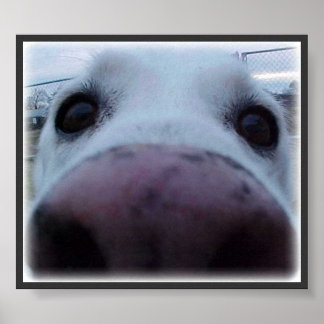 Póster Cara de perro