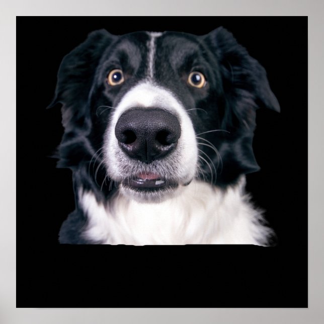 Póster Cara de Perro Blanco y Negro (Frente)