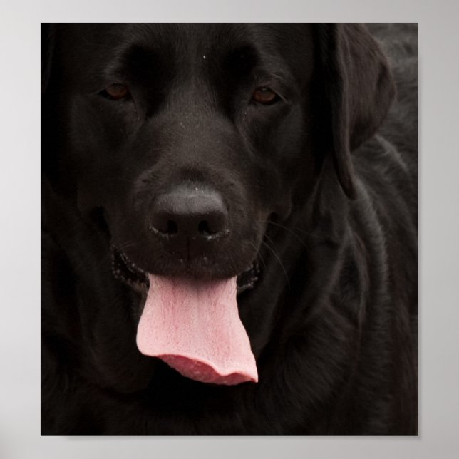 Póster Cara de perro negro (Frente)