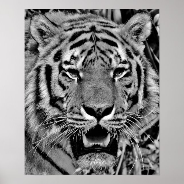 Póster Cara de tigre blanco y negro (Frente)