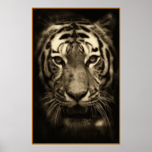 Póster Cara de tigre en tonos sepia