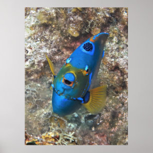 Póster Cara de un ángel