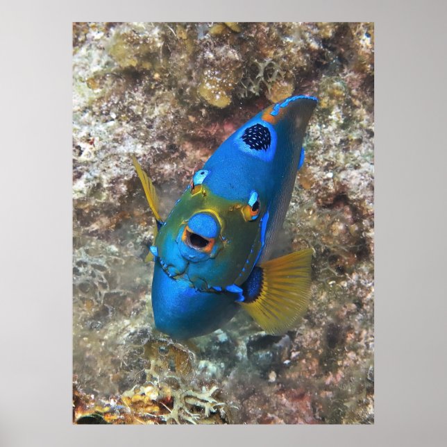 Póster Cara de un ángel (Frente)