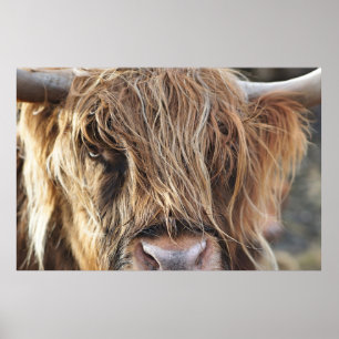 PÓSTER CARA DE VACA DE HIGHLAND CATTLE