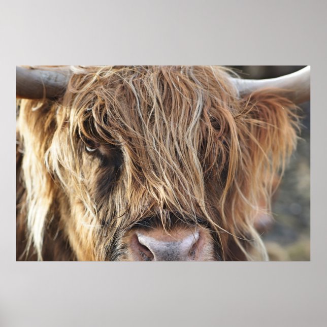 PÓSTER CARA DE VACA DE HIGHLAND CATTLE (Frente)