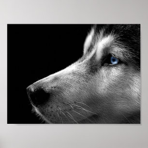 Póster Cara del husky siberiano
