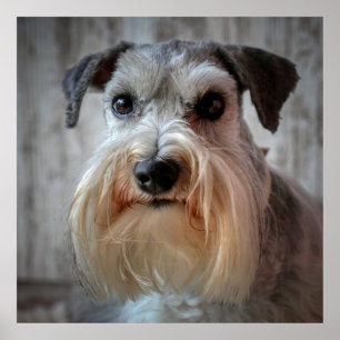 Póster Cara del perro Schnauzer