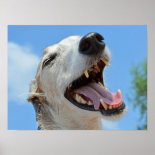 Póster Cara Feliz de Galgo Gris Sonriente, Cielo Azul en