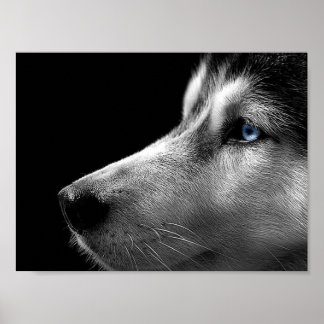 Póster Cara Husky Siberian