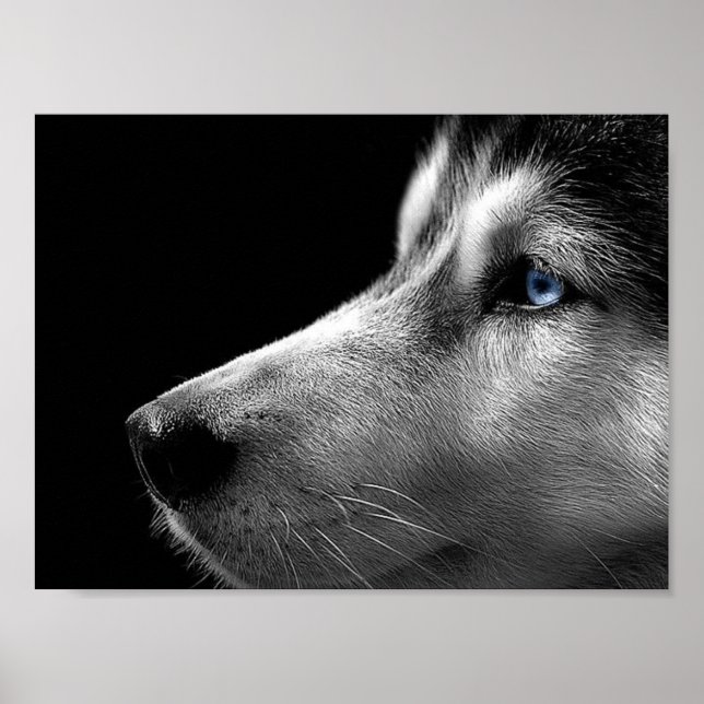 Póster Cara Husky Siberian (Frente)