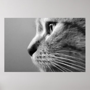 Póster cara linda del gato