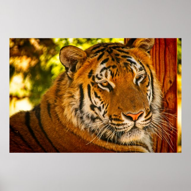 Póster Cara majestuosa (Frente)