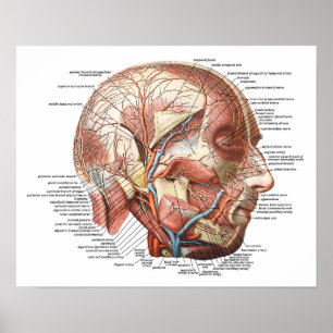 Póster Cara y cabeza humanas