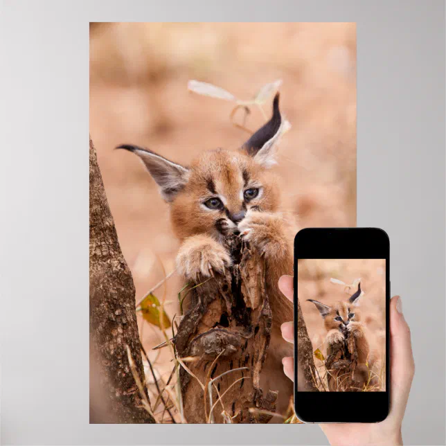 25 ideas de Floppa  flopa, caracal, plantillas de animales