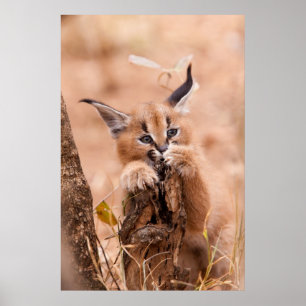 Póster Caracal Kitten
