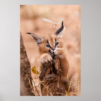 Póster Caracal Kitten