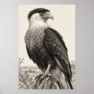 Póster Caracara Crestada en el Sur de Texas a Lápiz