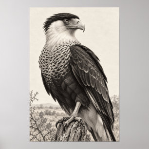 Póster Caracara Crestada en el Sur de Texas en Grafito