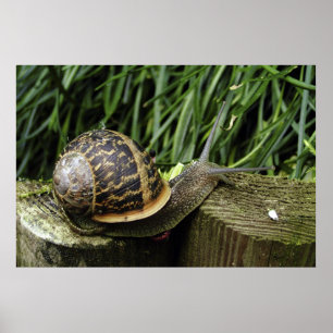 Póster Caracol