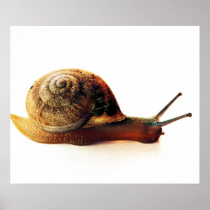 Póster caracol