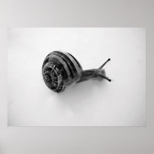 Póster Caracol