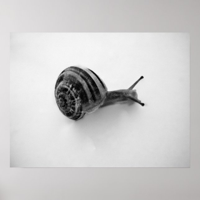 Póster Caracol (Frente)
