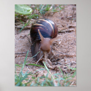 Póster Caracol africano