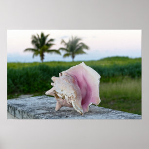 Póster Caracol Reina en una Pared, Las Bahamas