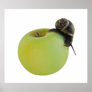 Póster Caracol y manzana
