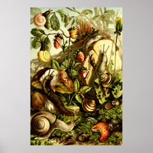 Póster Caracoles de la época victoriana de 1890