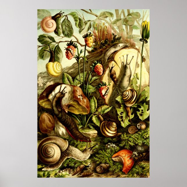 Póster Caracoles de la época victoriana de 1890 (Frente)