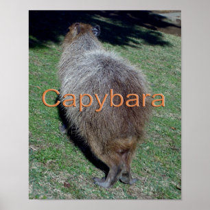 Póster Caracoles del Capibara-2