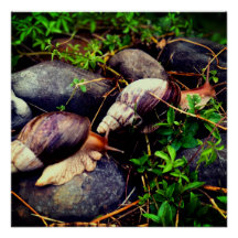 Caracoles terrestres africanos gigantes Arte enmar