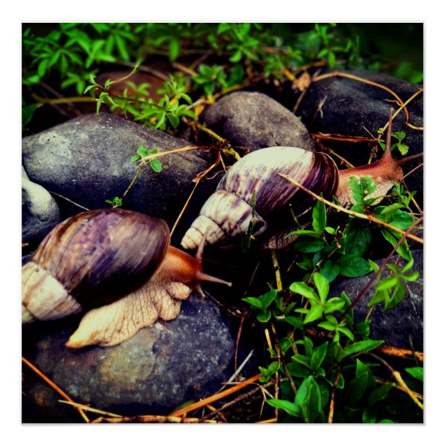 Póster Caracoles terrestres africanos gigantes Arte enmar (Anverso)