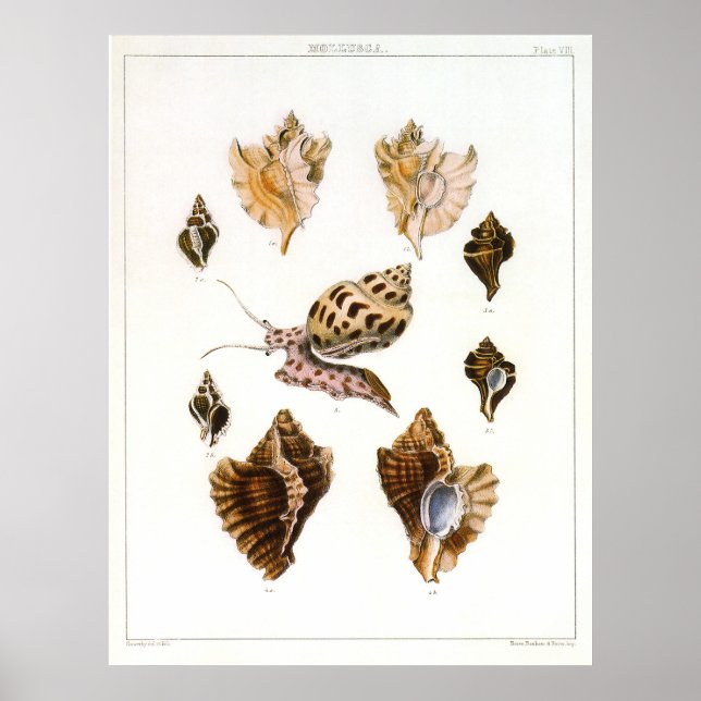 Póster Caracoles y moluscos de época, organismos de la vi (Frente)