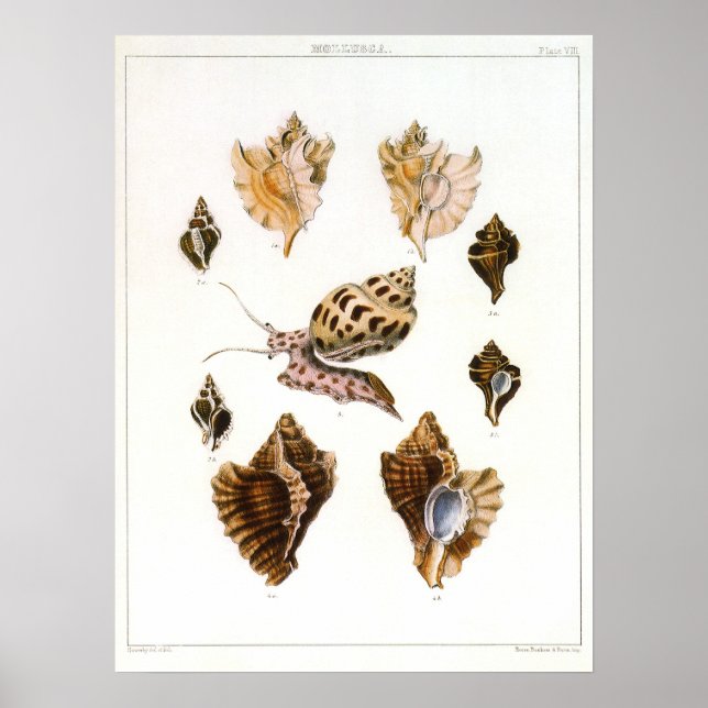 Póster Caracoles y moluscos de época, organismos de la vi (Frente)