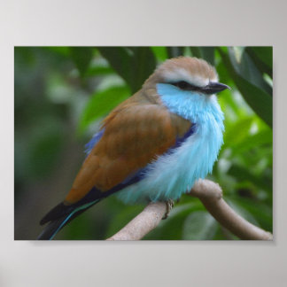 PÓSTER CARACTERÍSTICAS PEQUEÑAS AVES AZULES MARRÓN BLANCO
