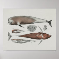 Caraing Pilot Whale Anatomía Imprimir Biología Mar