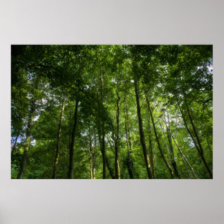 Póster Caramelos de bosque. Bosque de Blackweir, Parque B