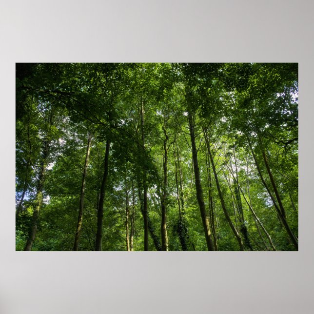 Póster Caramelos de bosque. Bosque de Blackweir, Parque B (Frente)